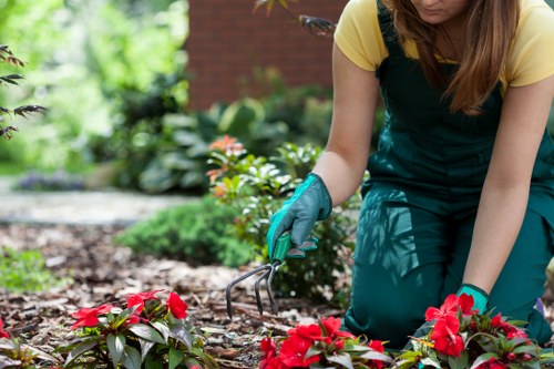 Gardener using hedge trimmers on a large hedge