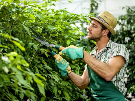 Arborist assessing a tree for lopping